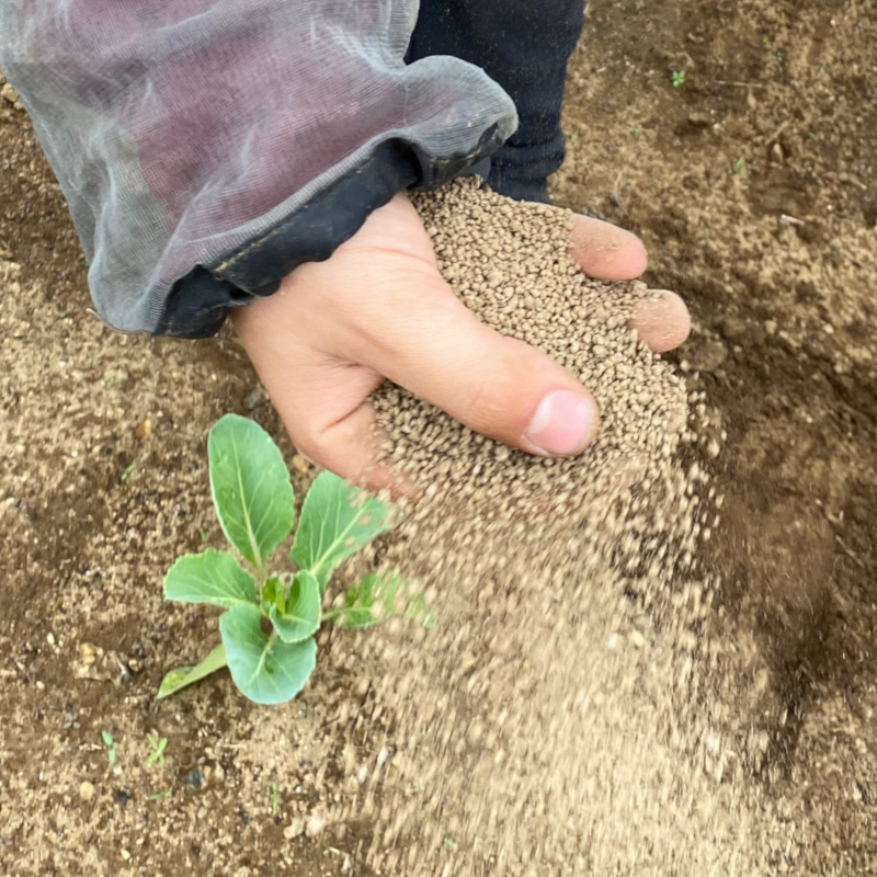 Herbes biologiques – Raifort pour le jardin biologique