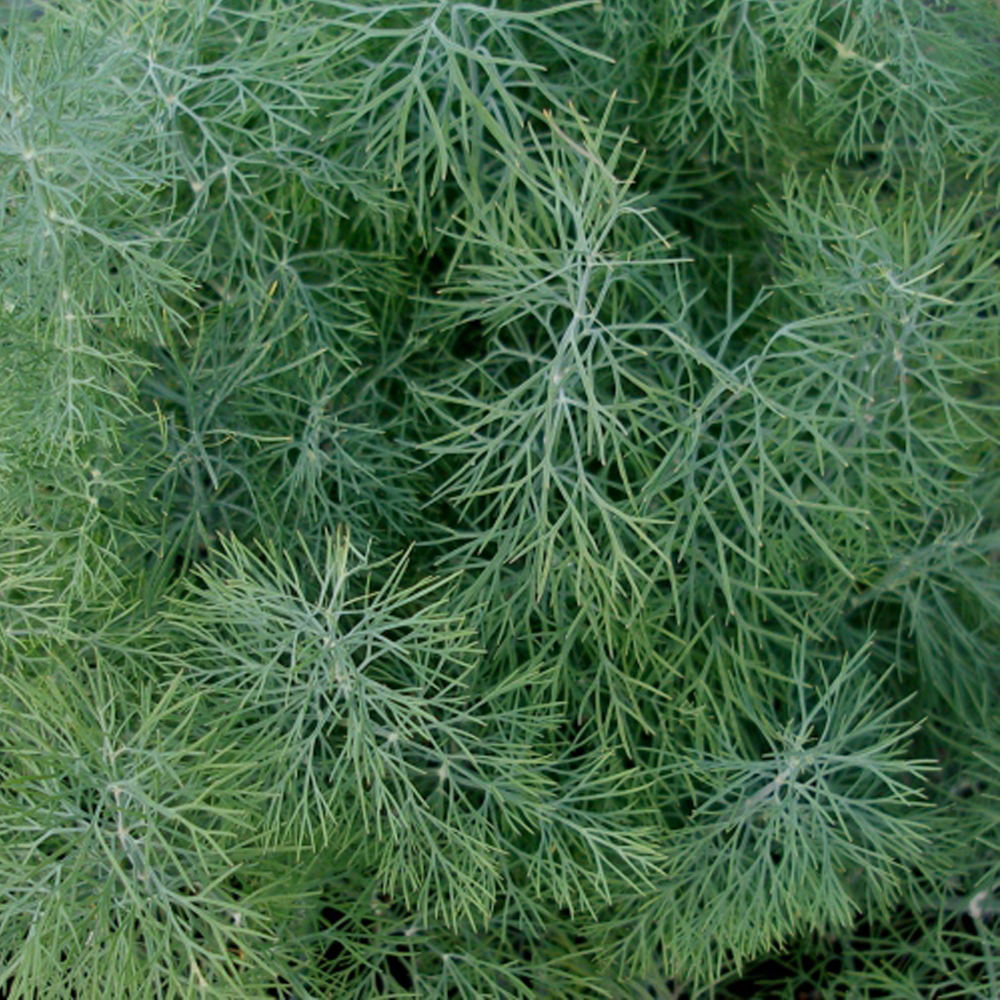 Aneth de jardin - Bio - Jardins de l'écoumène