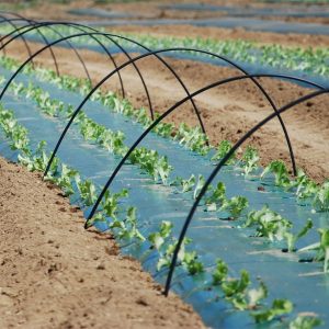 Sacs de plantation pour légumes de Haxnicks - Jardins de l'écoumène