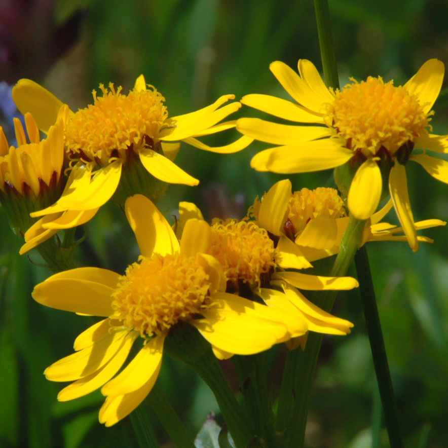 Arnica des Montagnes, Arnica montana : semis, culture, entretien