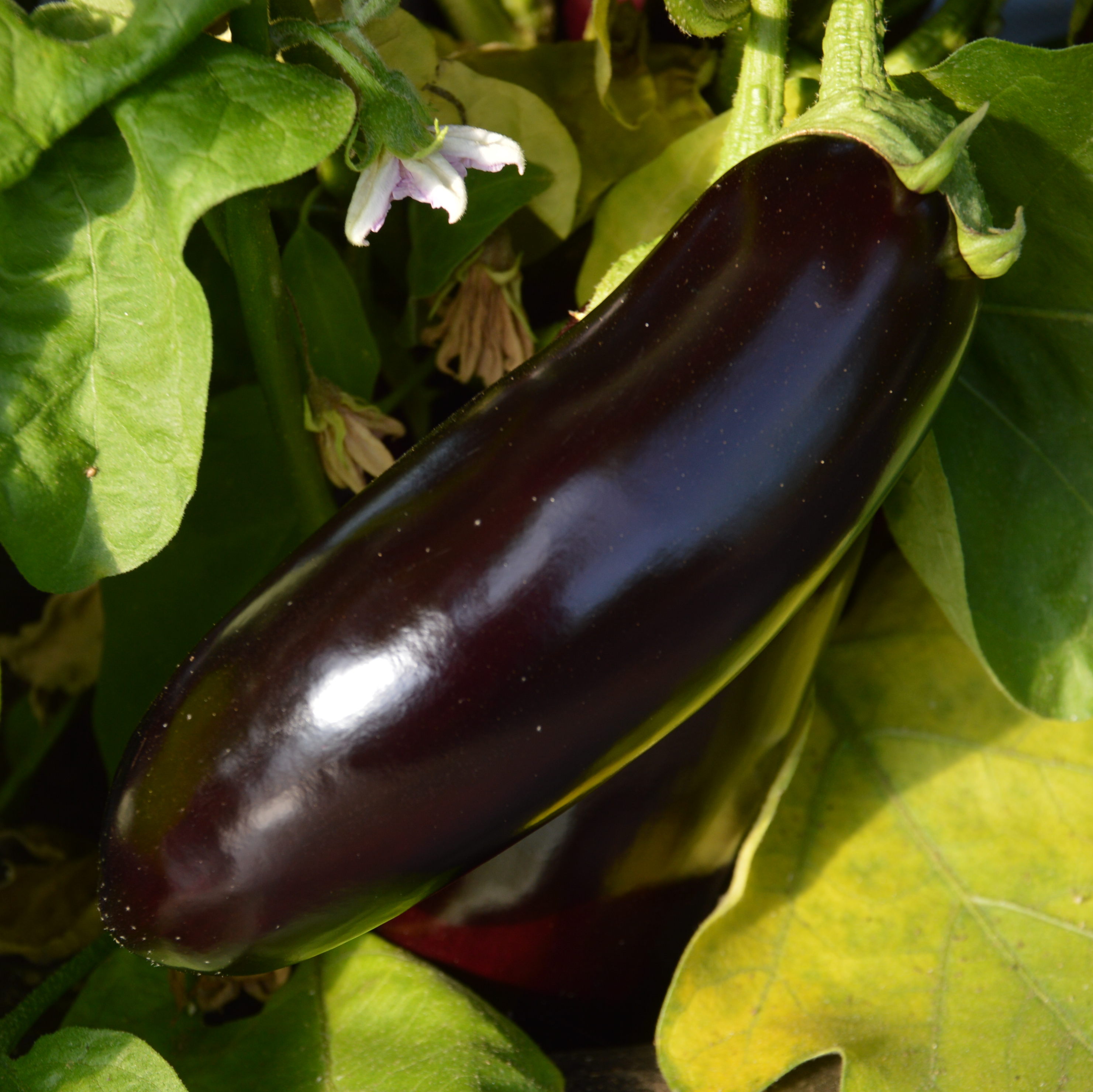 Aubergine Diamond - Bio - Jardins de l'écoumène