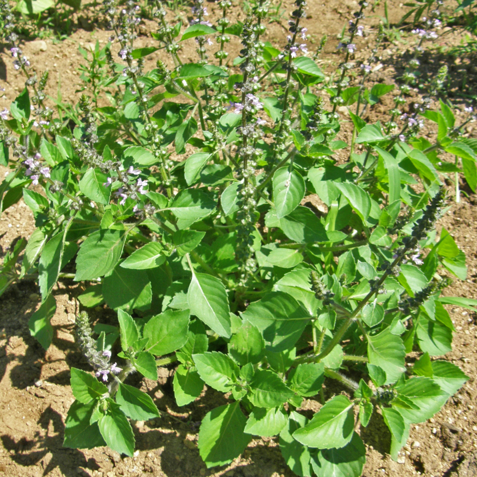 Basilic sacré - Bio - Jardins de l'écoumène