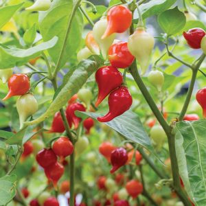 Iracema Biquinho pepper - Organic