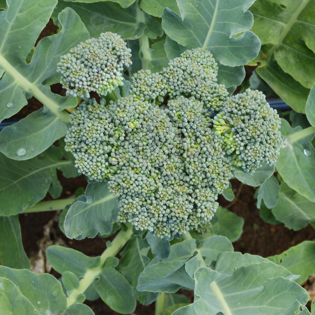 Brocoli « Les bontés de la vallée