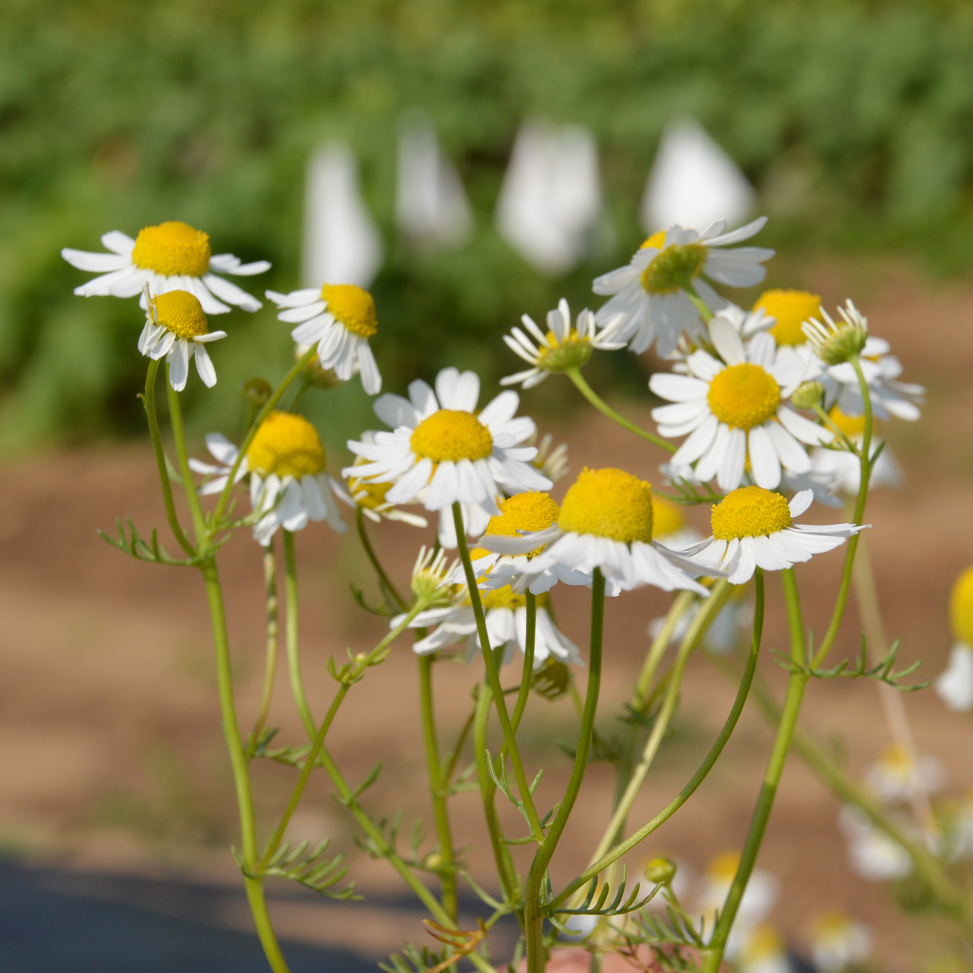 Camomille allemande - Bio - Jardins de l'écoumène