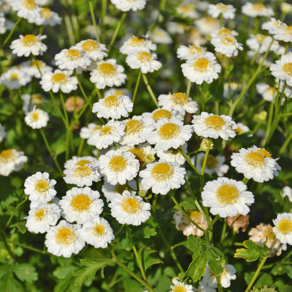 Camomille Grande - Bio - Jardins de l'écoumène