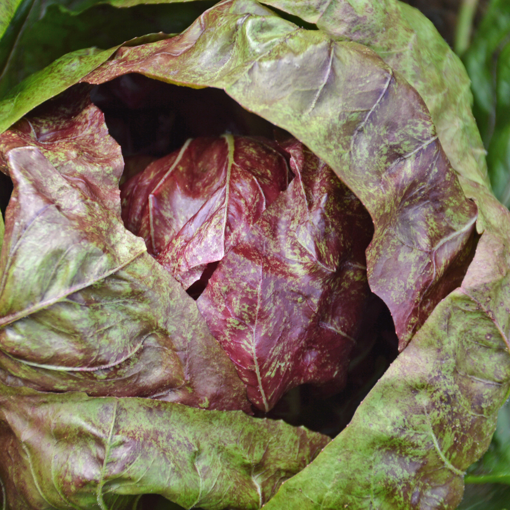 Chicorée sauvage Palla Rossa - Bio - Jardins de l'écoumène