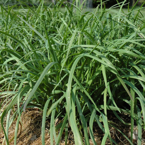 Ciboulette chinoise - Bio - Jardins de l'écoumène