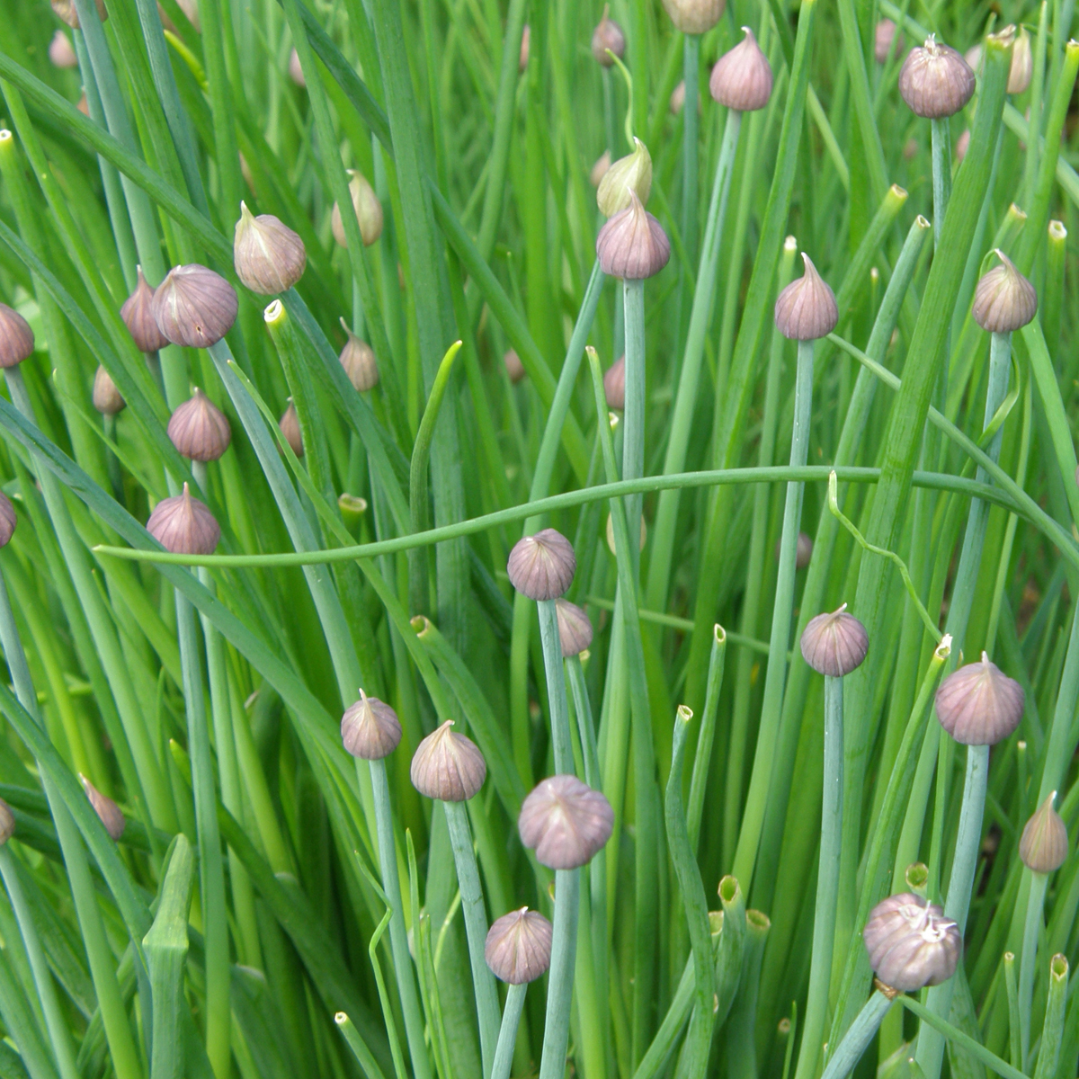 Ciboulette de jardin - Bio - Jardins de l'écoumène