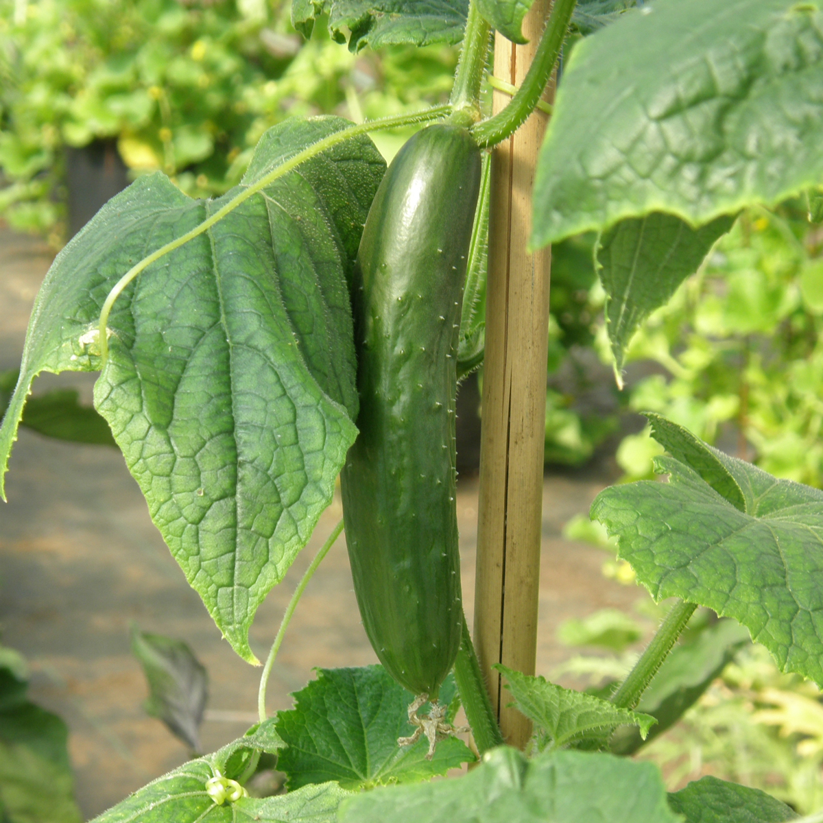 Mélange de Concombres Bio - Gamme Couleur au Jardin - La Boîte à