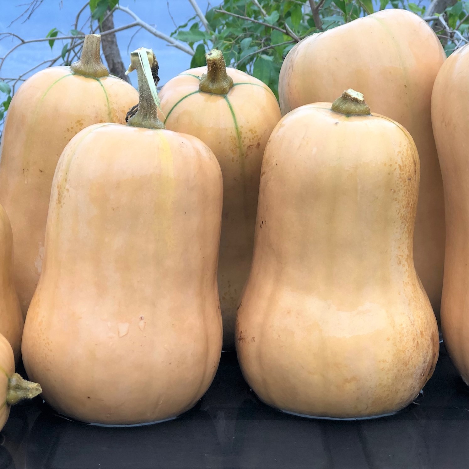 Courge Ponca Baby Butternut - Bio - Jardins de l'écoumène