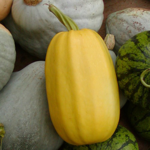 Spaghetti Squash - Organic - Jardins de l'écoumène