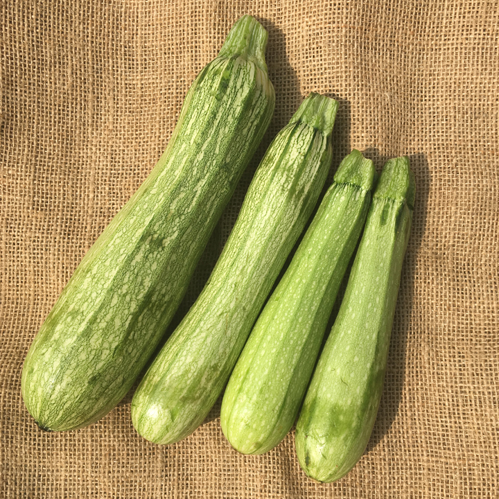 Courgette Genovese - Bio - Jardins de l'écoumène