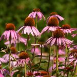 Echinacea purpurea - Organic