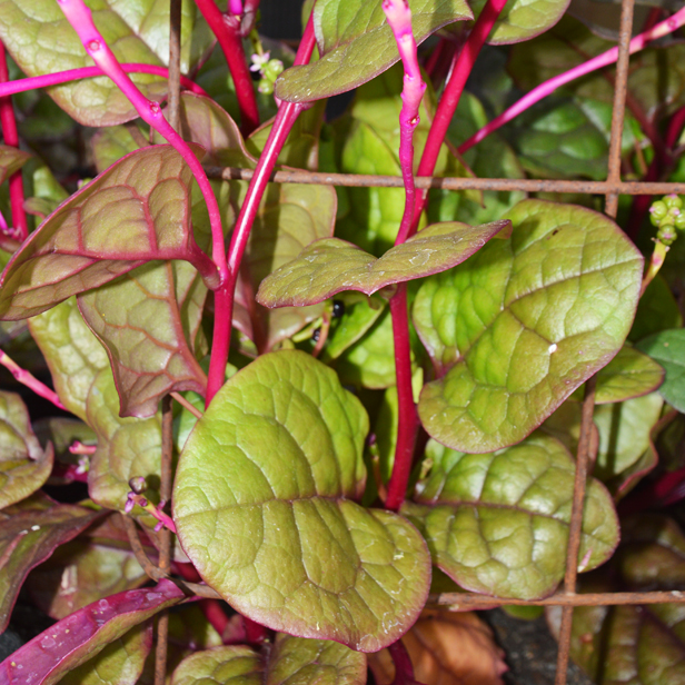 Épinard de Malabar - Bio - Jardins de l'écoumène