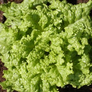 Black Seeded Simpson Leaf Lettuce - Organic