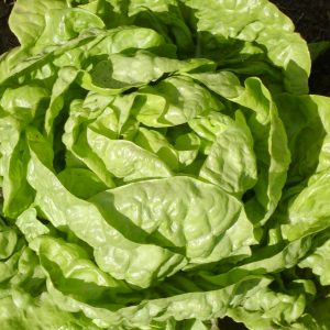 Buttercrunch bibb head lettuce - Organic