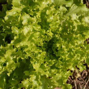 Oak leaf lettuce - Organic