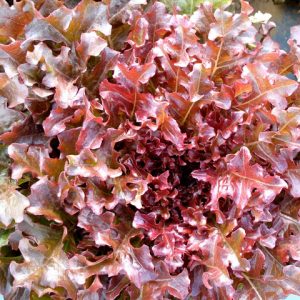 Red Oak leaf lettuce - Organic