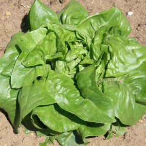 Deer Tongue leaf lettuce - Organic