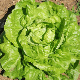 Head lettuce Big lazy blonde - Organic