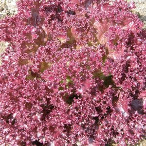 Dark Lollo Rossa leaf lettuce - Organic