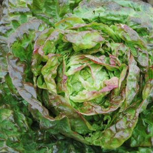 Mescher head lettuce - Organic