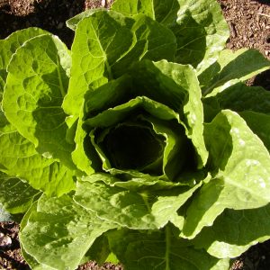 Parris Island Cos Romaine Lettuce - Organic