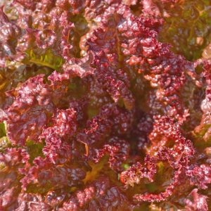 Redina leaf lettuce - Organic