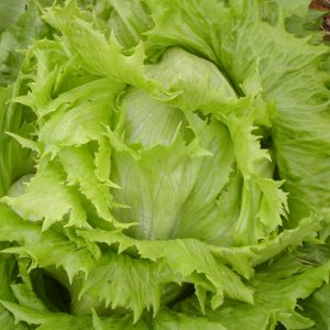 Ice Queen head lettuce - Organic