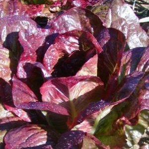 Laitue romaine Rouge d'hiver - Bio