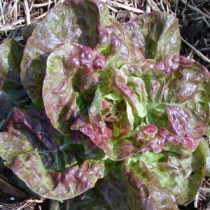 Yugoslavian Red head lettuce - Organic