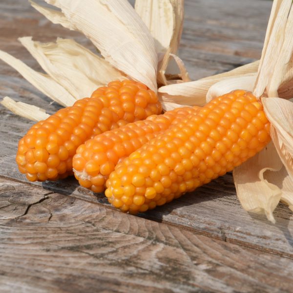 Maïs Tom Thumb Popcorn - Bio