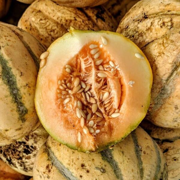 Melon brodé d'Oka - Bio – Image 2
