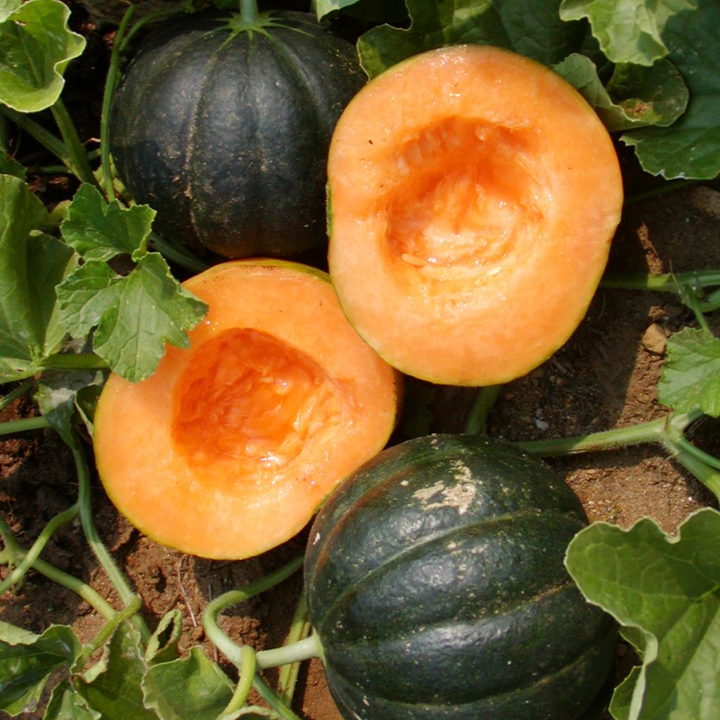Melon Noir des Carmes Bio Jardins de l'écoumène