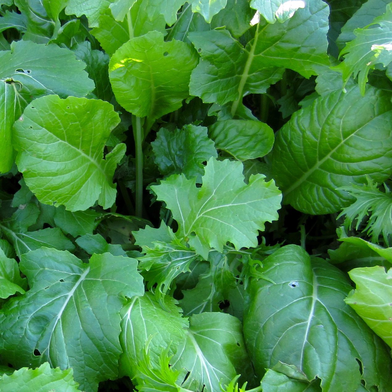 Piment Paprika Hongrois - Bio - Jardins de l'écoumène