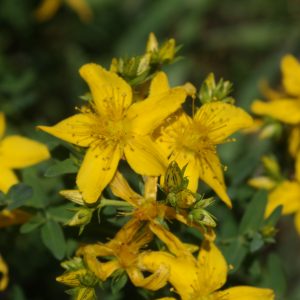 Nigelle Cumin noir - Bio - Jardins de l'écoumène