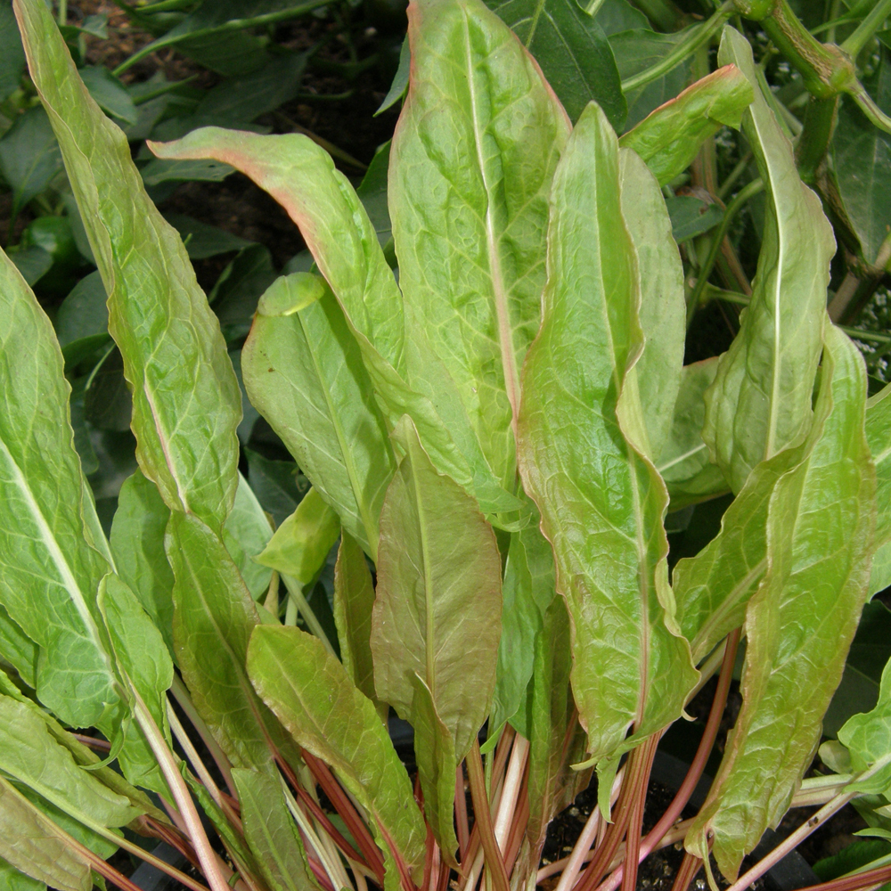 Piment Paprika Hongrois - Bio - Jardins de l'écoumène