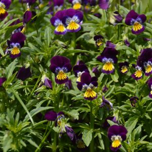 Pensée - Boutique des Jardins de l'écoumène