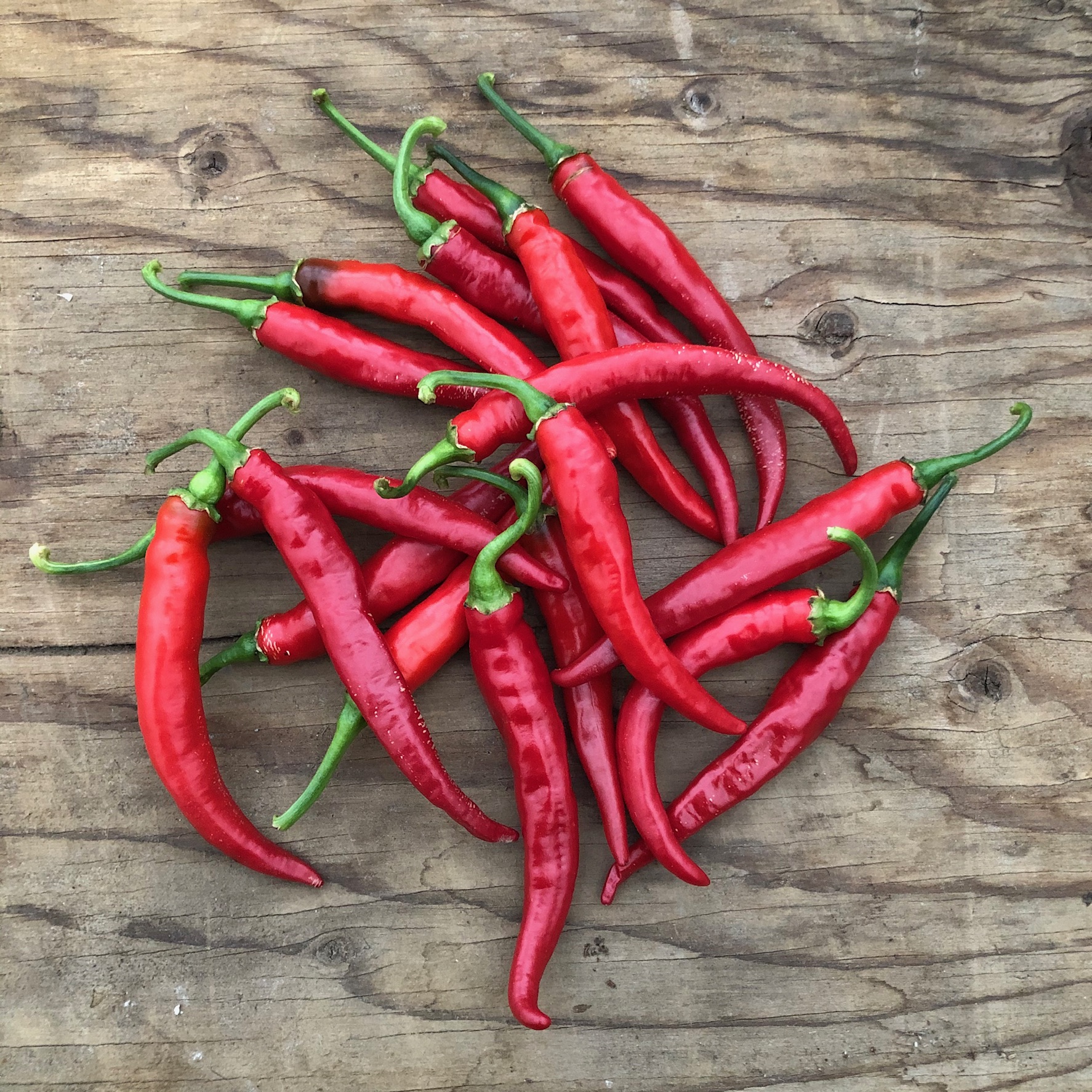 Piment cayenne Ring of Fire - Bio - Jardins de l'écoumène