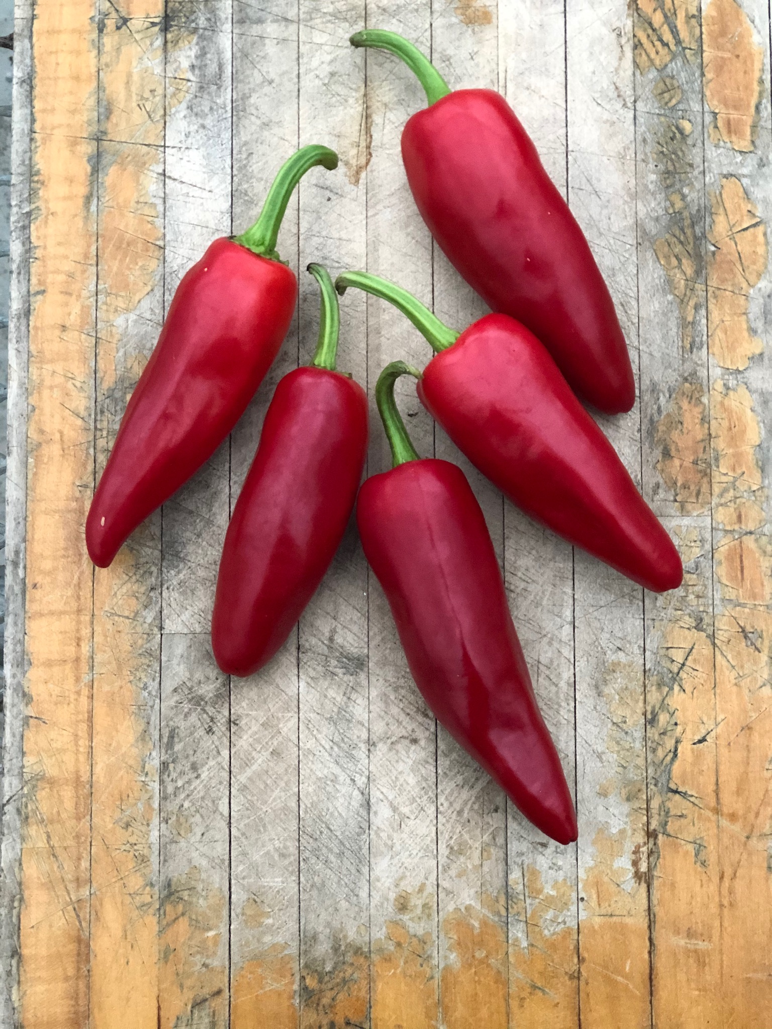 Piment Gorria - Bio - Jardins de l'écoumène