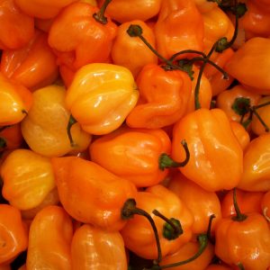 Orange habanero pepper - Organic