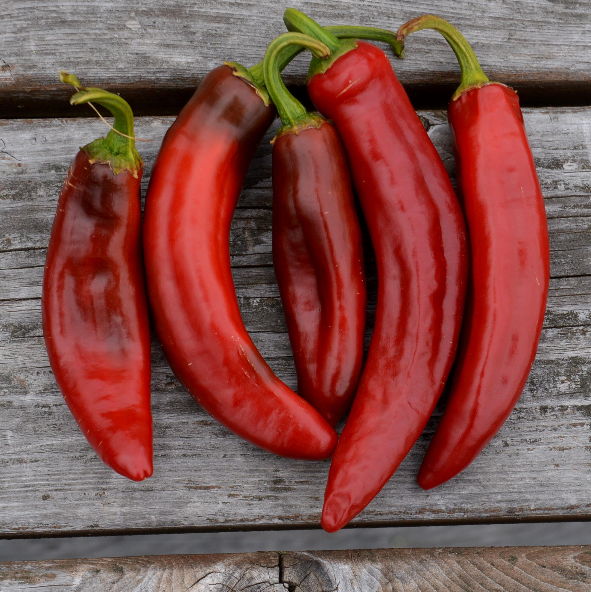 Piment Paprika Hongrois - Bio - Jardins de l'écoumène