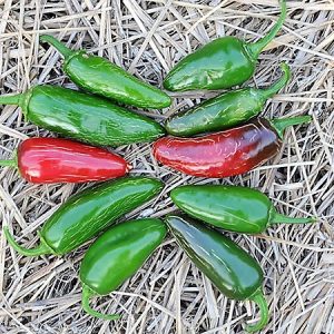 Tam jalapeño pepper - Organic