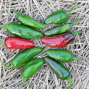 Piment jalapeño Tam - Bio