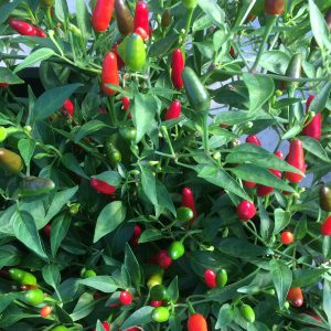 Hot Thai pepper - Organic