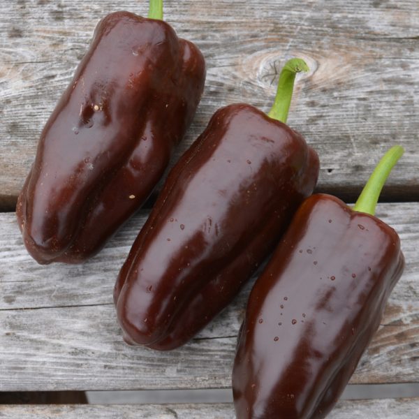 Poivron Chocolat - Bio