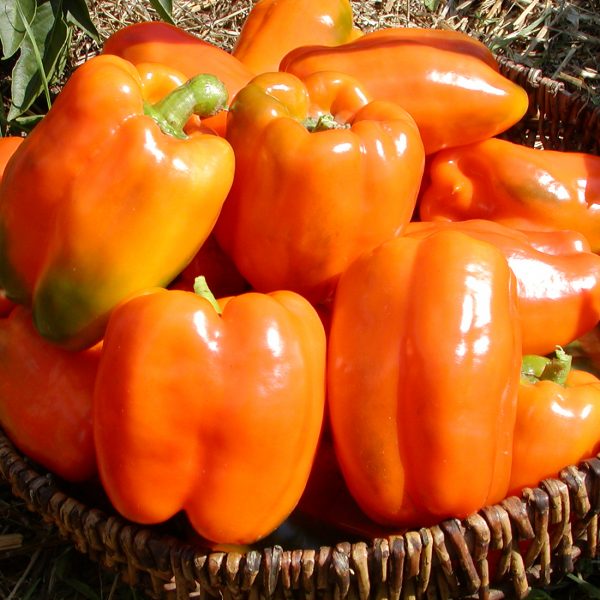Gourmet Pepper - Organic