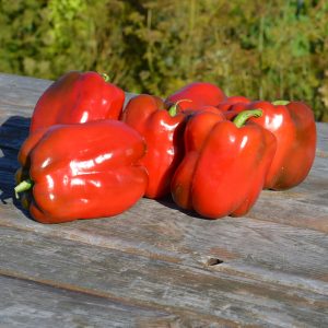 Piment Paprika Hongrois - Bio - Jardins de l'écoumène