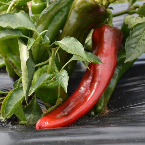 Poivron Marconi Red - Bio